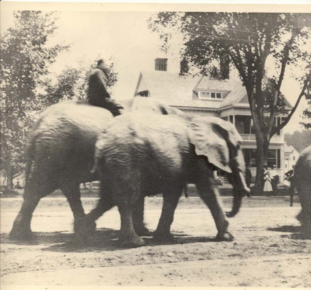 Gibson-Elephants A circus parade passes by the present day Gibson Center. Circa 1900