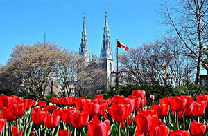 Ottawa Tulip Festival, Montreal, Quebec